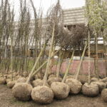 04.04.2017 Kielce. RPZ. Drzewa do posadzenia w mieście. W tym 11 lip, które będą rosły przy ulicy Sienkiewicza. / Jarosław Kubalski / Radio Kielce