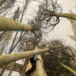 04.04.2017 Kielce. RPZ. Drzewa do posadzenia w mieście. W tym 11 lip, które będą rosły przy ulicy Sienkiewicza. / Jarosław Kubalski / Radio Kielce