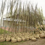 04.04.2017 Kielce. RPZ. Drzewa do posadzenia w mieście. W tym 11 lip, które będą rosły przy ulicy Sienkiewicza. / Jarosław Kubalski / Radio Kielce