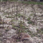 22.04.2017 Kielce. Warsztaty "Wierzbowanie" w Instytucie Dizajnu / Jarosław Kubalski / Radio Kielce