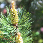 Rośliny zaczęły pylić (17 maja 2017 r.) / Piotr Michalski / Radio Kielce