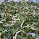 Kambodża / Elżbieta Nowak