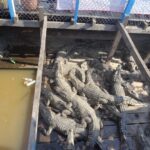 Kambodża / Elżbieta Nowak