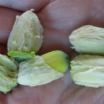 Kambodża / Elżbieta Nowak