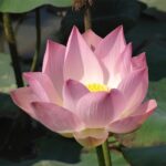 Kambodża / Elżbieta Nowak