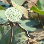 Kambodża / Elżbieta Nowak