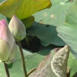 Kambodża / Elżbieta Nowak