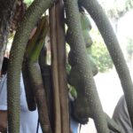 Kambodża / Elżbieta Nowak