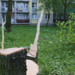 Kielce. Wycinka drzew na skwerze przy ulicy Świętej Weroniki (6 maja 2017 r.) / Piotr Michalski / Radio Kielce