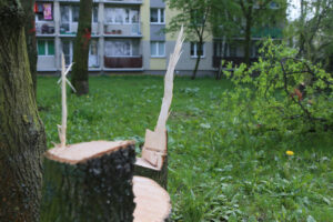 Kielce. Wycinka drzew na skwerze przy ulicy Świętej Weroniki (6 maja 2017 r.) / Piotr Michalski / Radio Kielce