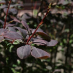 Rośliny zaczęły pylić (17 maja 2017 r.) / Piotr Michalski / Radio Kielce