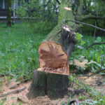 Kielce. Wycinka drzew na skwerze przy ulicy Świętej Weroniki (6 maja 2017 r.) / Piotr Michalski / Radio Kielce