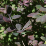 Rośliny zaczęły pylić (17 maja 2017 r.) / Piotr Michalski / Radio Kielce