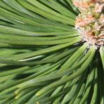 Rośliny zaczęły pylić (17 maja 2017 r.) / Piotr Michalski / Radio Kielce