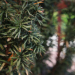 Rośliny zaczęły pylić (17 maja 2017 r.) / Piotr Michalski / Radio Kielce