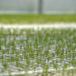 Daleszyce. Otwarcie szkółki leśnej (16 maja 2017 r.) / Marzena Mąkosa / Radio Kielce