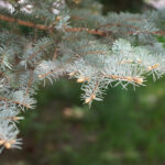 Rośliny zaczęły pylić (17 maja 2017 r.) / Marzena Mąkosa / Radio Kielce