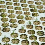 Daleszyce. Otwarcie szkółki leśnej (16 maja 2017 r.) / Marzena Mąkosa / Radio Kielce