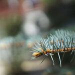 Rośliny zaczęły pylić (17 maja 2017 r.) / Marzena Mąkosa / Radio Kielce