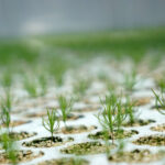 Daleszyce. Otwarcie szkółki leśnej (16 maja 2017 r.) / Marzena Mąkosa / Radio Kielce