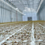 Daleszyce. Otwarcie szkółki leśnej (16 maja 2017 r.) / Marzena Mąkosa / Radio Kielce