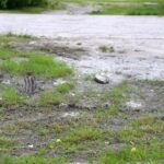 Kielce. Mieszkańcy gruntowej ulicy Mikołaja Reja domagają się modernizacji drogi / Krzysztof Bujnowicz / Radio Kielce