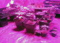 plantacja konopi indyjskich / KPP w Starachowicach