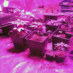 plantacja konopi indyjskich / KPP w Starachowicach