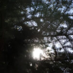 Rośliny zaczęły pylić (17 maja 2017 r.) / Marzena Mąkosa / Radio Kielce