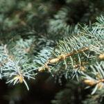 Rośliny zaczęły pylić (17 maja 2017 r.) / Marzena Mąkosa / Radio Kielce