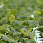 Daleszyce. Otwarcie szkółki leśnej (16 maja 2017 r.) / Marzena Mąkosa / Radio Kielce