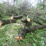 Kielce. Wycinka drzew na skwerze przy ulicy Świętej Weroniki (6 maja 2017 r.) / Piotr Michalski / Radio Kielce