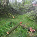 Kielce. Wycinka drzew na skwerze przy ulicy Świętej Weroniki (6 maja 2017 r.) / Piotr Michalski / Radio Kielce