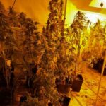 policja, narkotyki, konopie / KWP Kielce