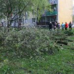 Kielce. Wycinka drzew na skwerze przy ulicy Świętej Weroniki (6 maja 2017 r.) / Piotr Michalski / Radio Kielce