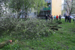 Kielce. Wycinka drzew na skwerze przy ulicy Świętej Weroniki (6 maja 2017 r.) / Piotr Michalski / Radio Kielce