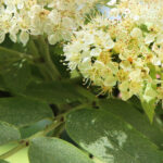 Rośliny zaczęły pylić (17 maja 2017 r.) / Piotr Michalski / Radio Kielce