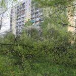 Kielce. Wycinka drzew na skwerze przy ulicy Świętej Weroniki (6 maja 2017 r.) / Piotr Michalski / Radio Kielce