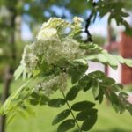 Rośliny zaczęły pylić (17 maja 2017 r.) / Piotr Michalski / Radio Kielce