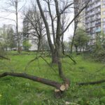 Kielce. Wycinka drzew na skwerze przy ulicy Świętej Weroniki (6 maja 2017 r.) / Piotr Michalski / Radio Kielce
