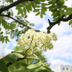 Rośliny zaczęły pylić (17 maja 2017 r.) / Piotr Michalski / Radio Kielce