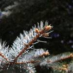 Rośliny zaczęły pylić (17 maja 2017 r.) / Piotr Michalski / Radio Kielce