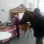 08.05.2017 Hucuły z Kazimierzy Małej / Marek Biernat