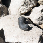 Szydłów. Odkrycia archeologów przy ruinach kościoła i szpitala świętego Ducha / Krzysztof Bujnowicz / Radio Kielce