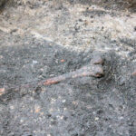 Szydłów. Odkrycia archeologów przy ruinach kościoła i szpitala świętego Ducha / Krzysztof Bujnowicz / Radio Kielce