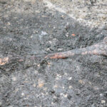 Szydłów. Odkrycia archeologów przy ruinach kościoła i szpitala świętego Ducha / Krzysztof Bujnowicz / Radio Kielce