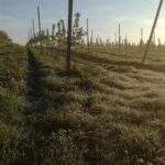 10.05.2017 Sandomierz. Duże szkody wyrządziły kolejne przymrozki w sandomierskich sadach / Grażyna Szlęzak - Wójcik / Radio Kielce