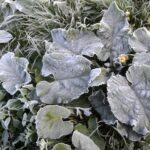 10.05.2017 Sandomierz. Duże szkody wyrządziły kolejne przymrozki w sandomierskich sadach / Grażyna Szlęzak-Wójcik / Radio Kielce