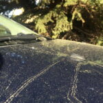 17.05.2017 Kielce. Pyłki na masce samochodu. / Robert Felczak / Radio Kielce