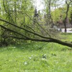 Kielce. Program „Interwencja” - mieszkańcy przeciwni wycince drzew / Krzysztof Bujnowicz / Radio Kielce